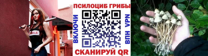 Псилоцибиновые грибы Cubensis  купить закладку  Усмань 